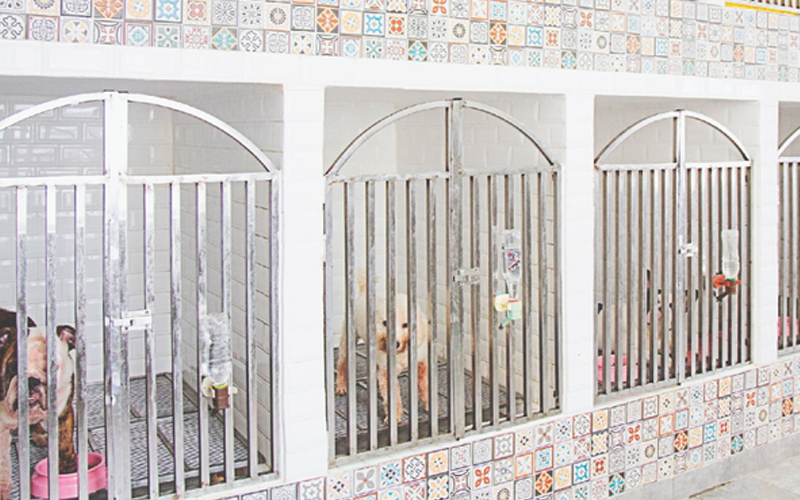 Dog Paradise – Thiên đường vui chơi và làm đẹp cho chó mèo