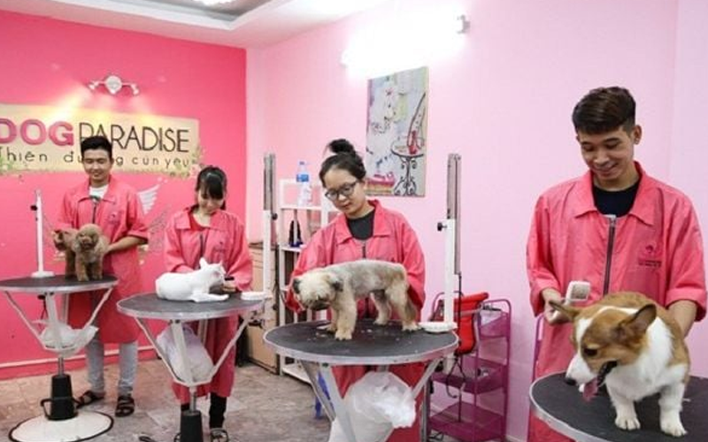 Dog Paradise – Thiên đường làm đẹp và thư giãn cho chó mèo