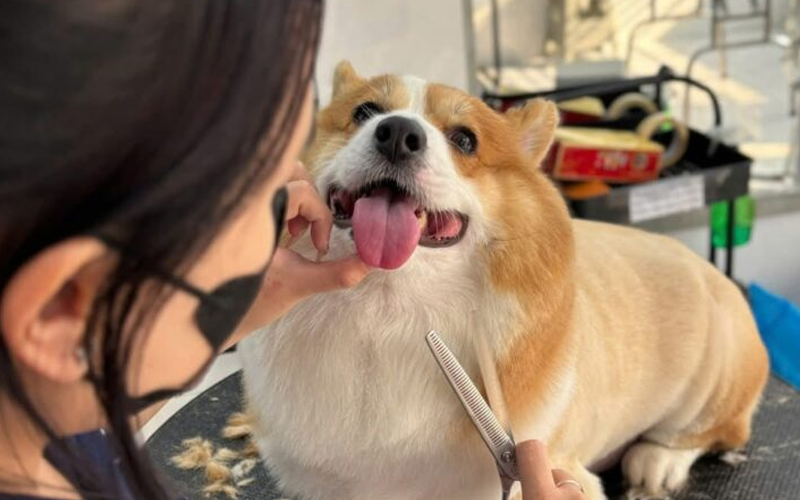 Little Dog Spa & Grooming – Tỉ mỉ và cá nhân hóa dịch vụ