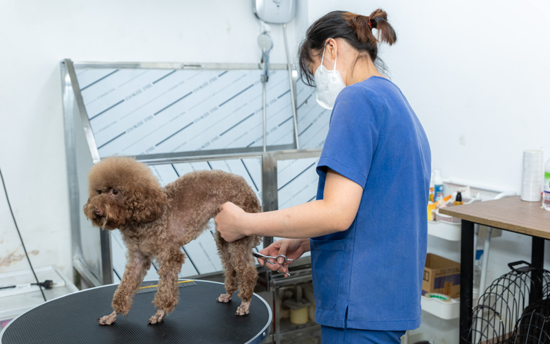 Paws & Tails Grooming – Đột phá với công nghệ tắm trị liệu