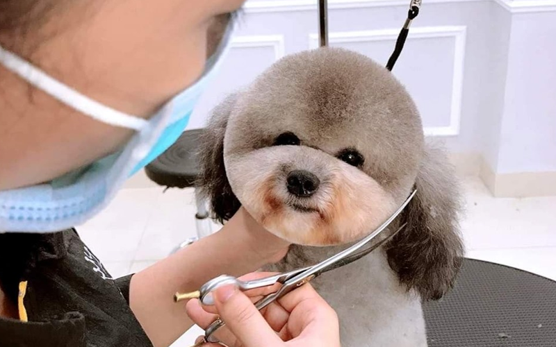 Saigon Pet Grooming – Uy tín lâu đời và tay nghề điêu luyện