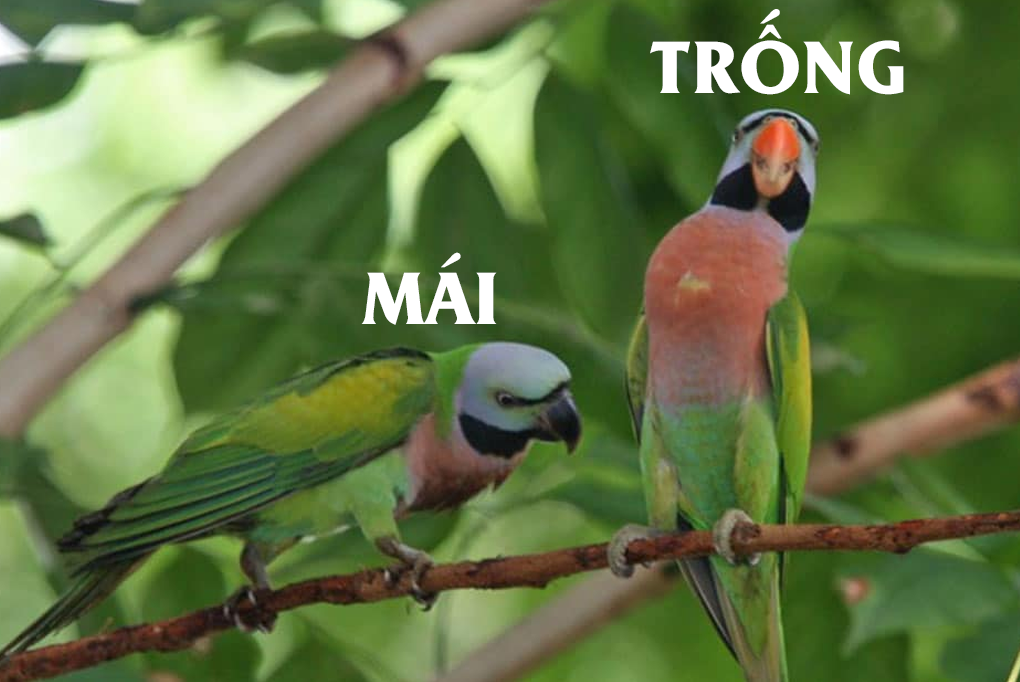 PHÂN BIỆT VẸT NGỰC HỒNG TRỐNG VÀ MÁI