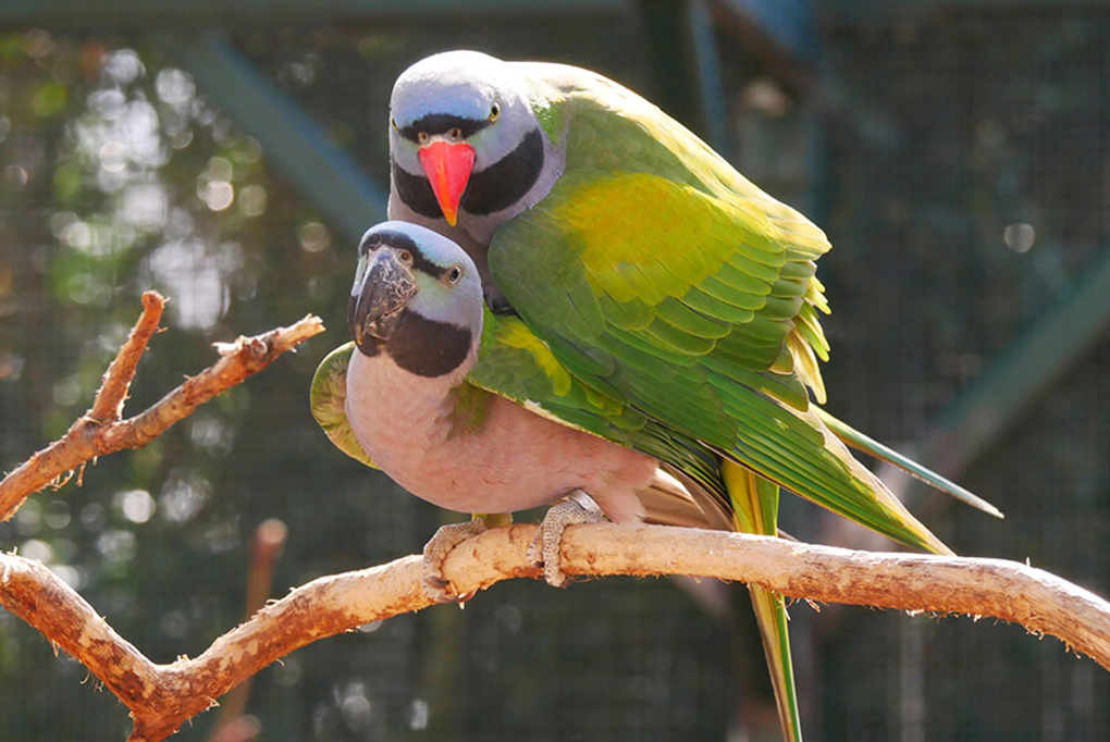 Tập tính và sinh sản vẹt ngực hồng