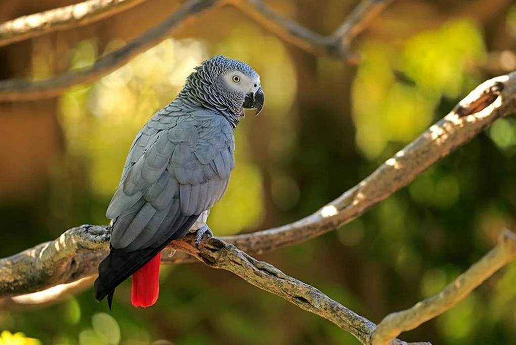Vẹt xám châu Phi: Từ triết gia rừng giá đến thú cưng vương giả tại Việt nam