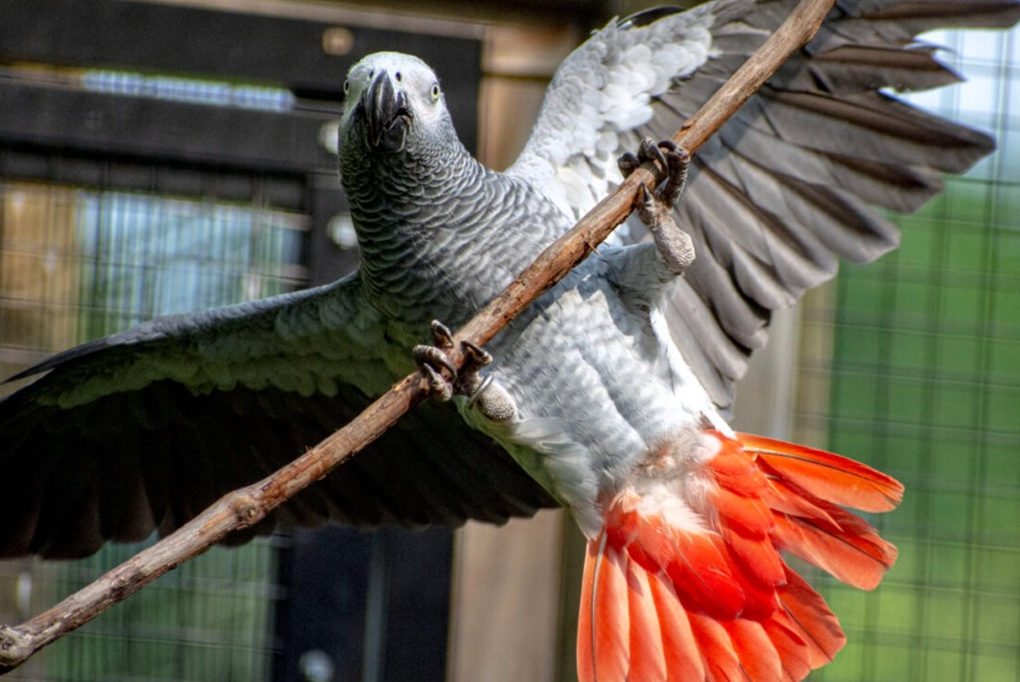 Vẹt xám châu Phi: Từ triết gia rừng giá đến thú cưng vương giả tại Việt nam