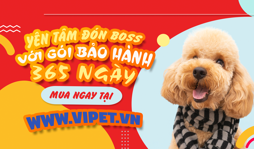 5 cửa hàng bán thú cưng tại TP.HCM uy tín, chất lượng, giá rẻ