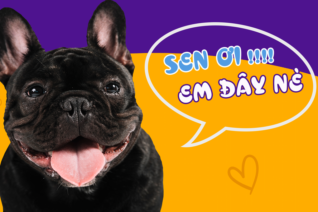 viPET: Cửa hàng bán chó Bull Pháp thuần chủng