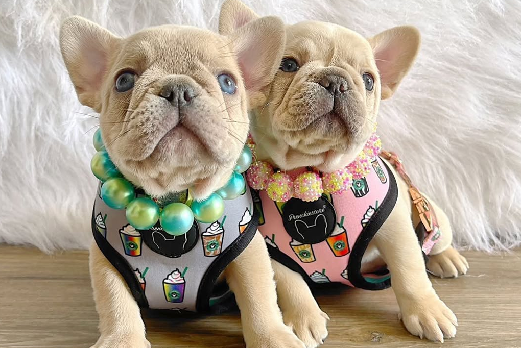 viPET: Cửa hàng bán chó Bull Pháp thuần chủng