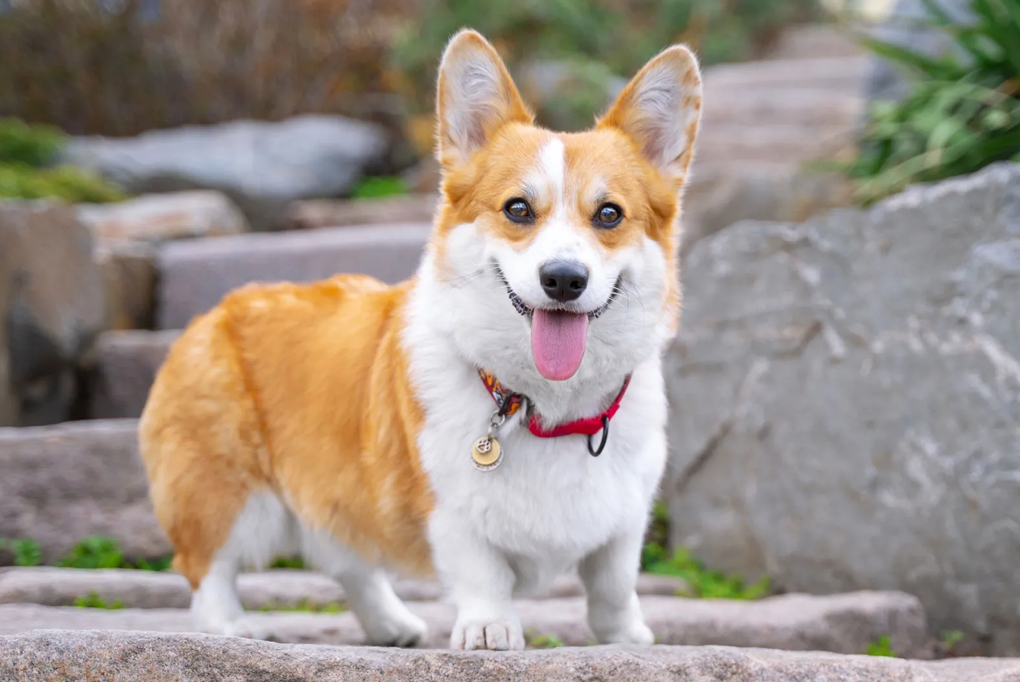 viPET: Cửa hàng bán chó Corgi thuần chủng