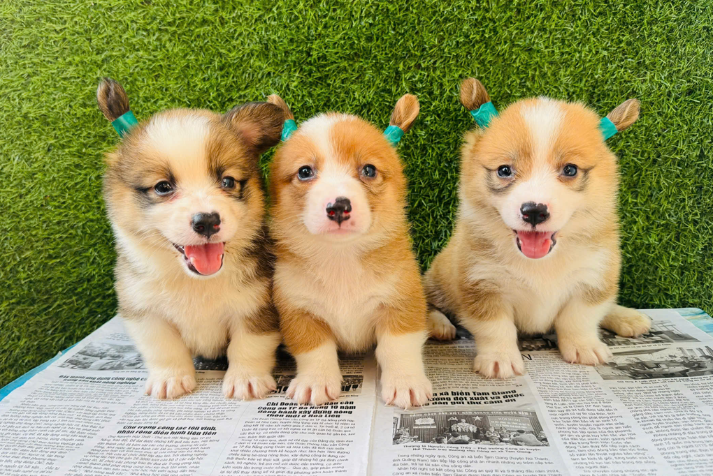 viPET: Cửa hàng bán chó Corgi thuần chủng | Bảo hành uy tín nhất TP.HCM