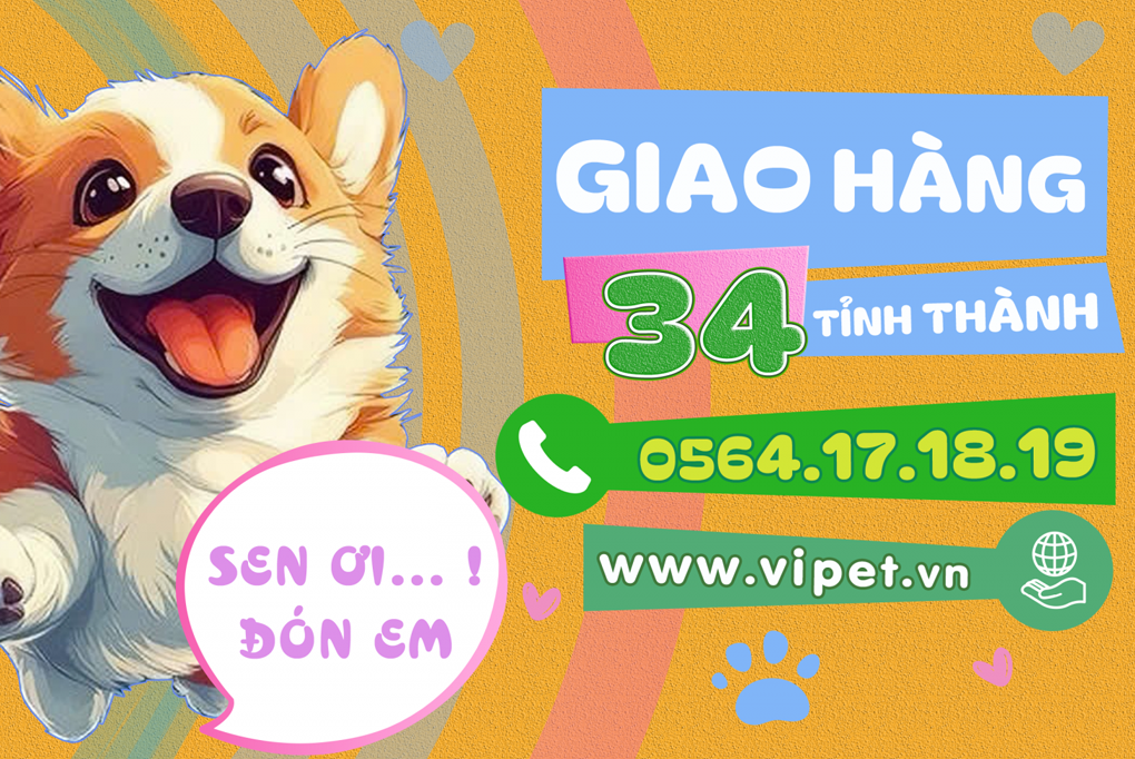 viPET: Cửa hàng bán chó Corgi thuần chủng