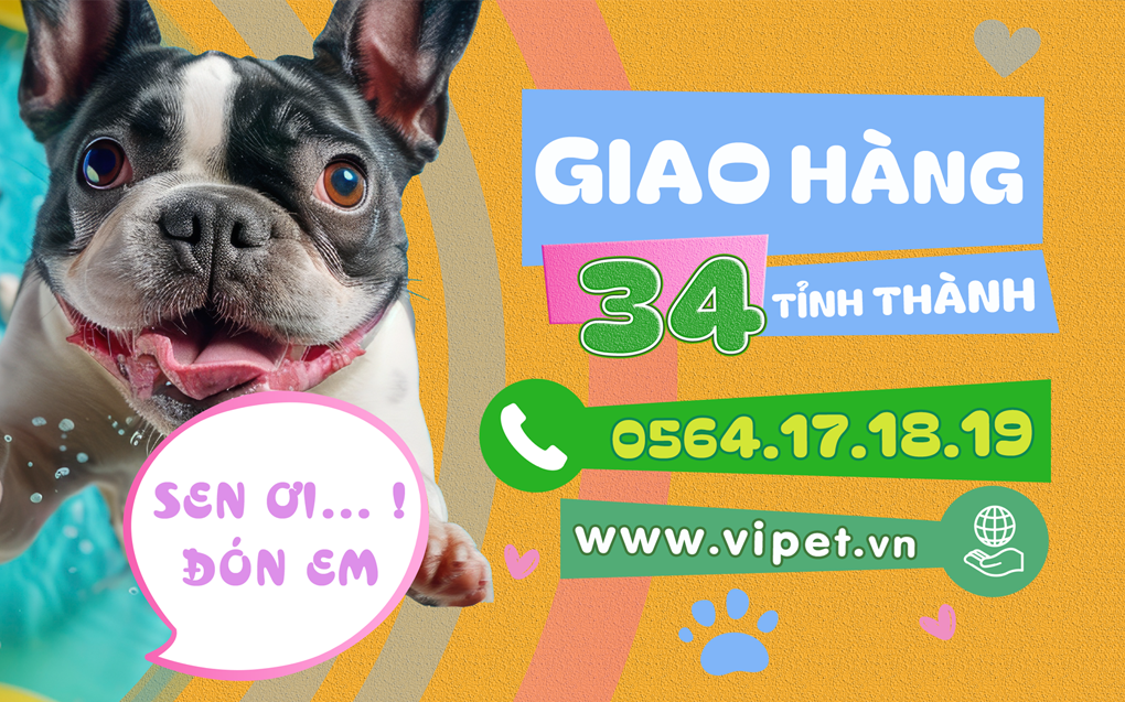 Shop bán chó Bull Pháp uy tín nhất TP.HCM với chế độ bảo hành lên đến 365 ngày