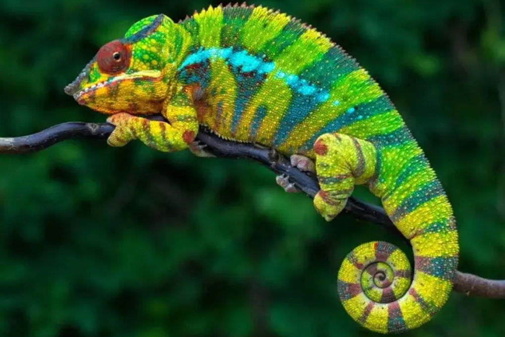 Tắc kè bông: Phù thủy đổi màu và xu hướng nuôi thú cưng độc lạ