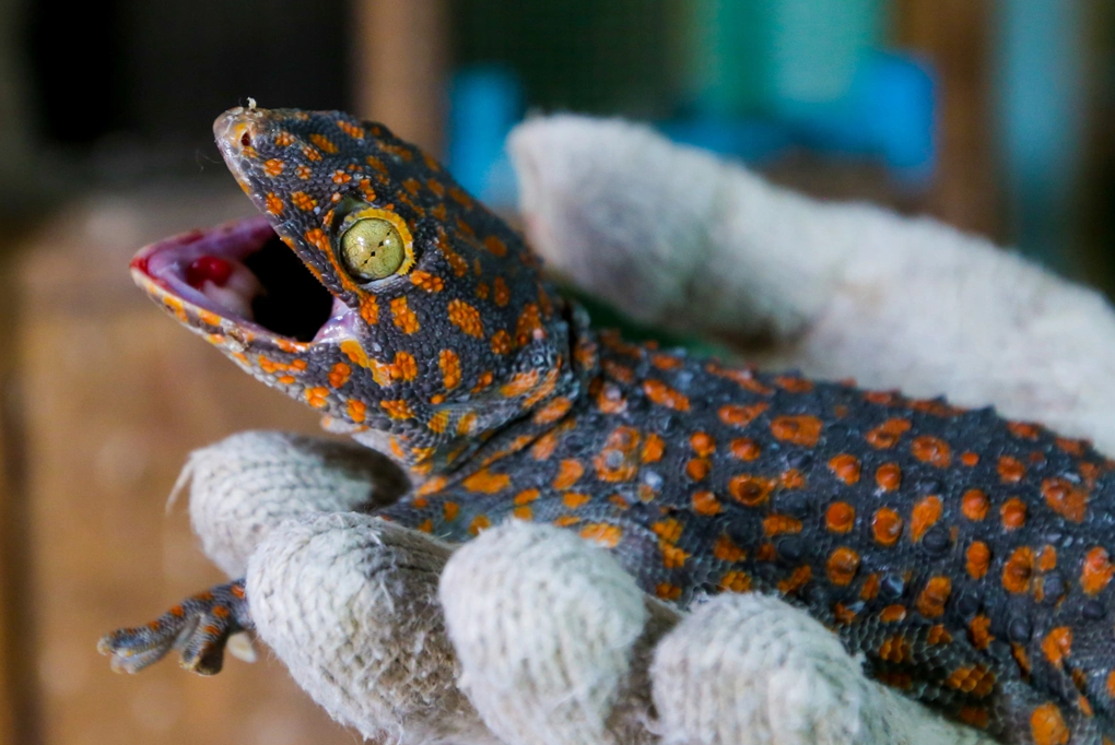 Tắc kè bông: Phù thủy đổi màu và xu hướng nuôi thú cưng độc lạ